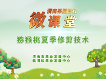 【渭南果園管理微課堂】獼猴桃夏季修剪技術(shù)