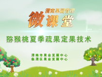 【渭南果園管理微課堂】獼猴桃夏季疏果定果技術(shù)