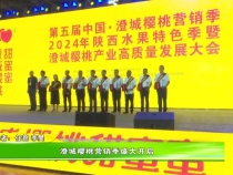 澄城櫻桃營銷季盛大開啟