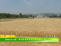 戰“三夏”（二）韓城市芝川鎮：保豐收 保安全 有力有序做好三夏工作