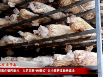 【千萬工程 看渭南】蒲城縣陳莊鎮(zhèn)西陳村：立足實(shí)際“改模式” 讓小菌菇撐起致富傘
