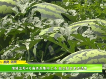 蒲城龍陽4萬畝西瓜集中上市 政企聯合助農銷售