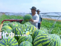 蒲城龍陽4萬畝西瓜大量上市了