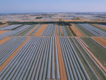 政企聯合助農 西安個個鮮首批采購蒲城龍陽西瓜36萬斤