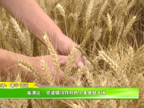 临渭区：官道镇冯拜村的小麦喜获丰收