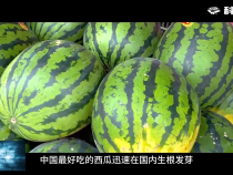 【渭南科普】科普中国——中国人夏天最大的快乐是西瓜自由？