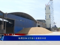 临渭区64.2万亩小麦喜获丰收