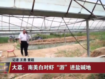 陕西大荔：南美白对虾“游”进盐碱地