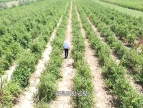 王春颜：让金银花“开”出致富路