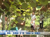 渭南： 秋果绘“丰”景  “甜蜜产业”助振兴