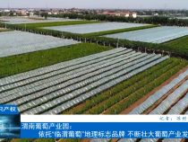 【相约知识产权】渭南葡萄产业园：依托“临渭葡萄”地理标志品牌 不断壮大葡萄产业发展