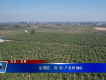 临渭区：甜“猕”产业促增收