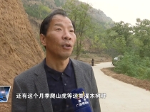 临渭区：南塬北坡生态治理修复项目进展顺利