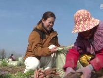 大荔：7萬多畝沙苑紅蘿卜迎來采收季