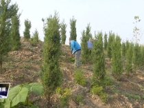 南塬北坡生态治理修复项目已栽植灌木及地被40余万株