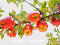 学习·知行丨总书记关切的花牛苹果更“牛”了