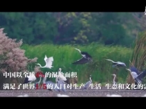 谱写全球湿地保护新篇章