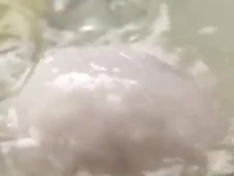 小小汤圆 幸福团圆