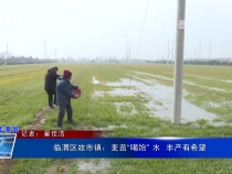 临渭区故市镇：麦苗“喝饱” 水  丰产有希望