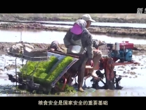 总书记的春天之约｜端牢“中国饭碗”