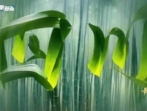 听！黄河岸边万物“声”