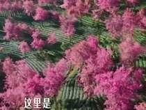 请查收一份“云南制造”的浪漫
