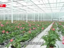 时政现场说丨“美丽产业”造福群众 生活像花儿一样美