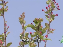 近观“两山” _ 树木，也是树人