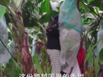 从习主席署名文章看大国外交 _ 中柬人民双向奔赴的“暖心”微镜头