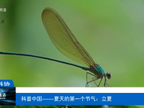 【渭南科普】科普中國(guó)——夏天的第一個(gè)節(jié)氣：立夏