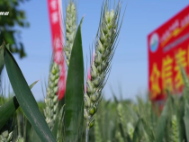 眾信麥998  高產(chǎn)穩(wěn)產(chǎn)顯擔(dān)當(dāng)