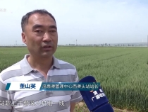 渭南市洛惠渠管理中心： 積極抗旱科學調配 合理統籌保豐收