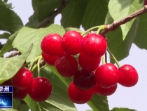 【瞰華州】櫻桃紅滿枝  詩意田園美