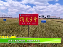 關(guān)注小麥抗旱品種  共促糧食安全