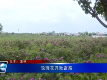 玫瑰花開致富路