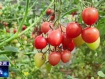 【瞰華州】赤水圣女果成熟時 