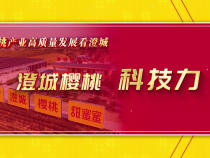 澄城櫻桃 科技力