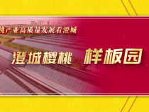 澄城櫻桃 樣板園