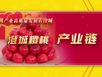 澄城櫻桃 產(chǎn)業(yè)鏈