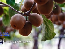 臨渭區農業農村局：聚力特色現代農業 激活鄉村振興新動能