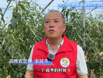 【渭南科普】大棚冬棗疏果注意事項