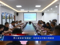 黑小麥變身“致富麥”  豐原鎮鄉村振興有新路