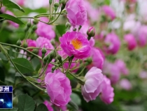 【瞰華州】 邂逅華州 簽收這份屬于薔薇的熱烈與浪漫