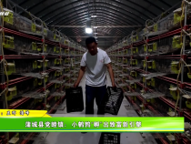 蒲城縣黨睦鎮(zhèn)：小鵪鶉“孵”出致富新引擎