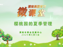 【渭南果園管理微課堂】櫻桃園的夏季管理