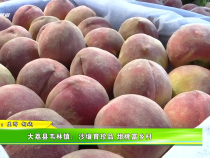 大荔縣韋林鎮：沙壤育珍品 甜桃富鄉村