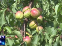 【瞰華州】杏兒成熟  奏響夏日“甜蜜曲”