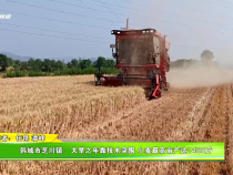 韓城市芝川鎮：大旱之年靠技術突圍 小麥最高畝產達1400斤