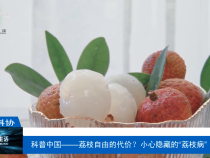 【渭南科普】科普中國——荔枝自由的代價？小心隱藏的“荔枝病”