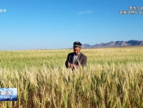 從中亞到渭南  賈蘇爾再“取經”